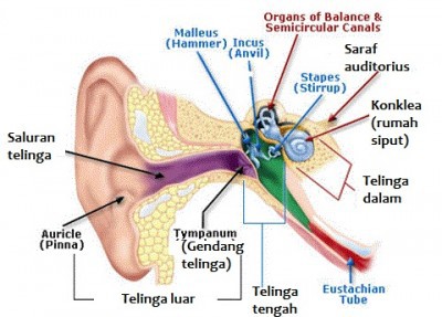 fungsi-bagian-bagian-telinga-manusia-400x287