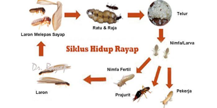 Siklus-Hidup-1-700x350.jpg